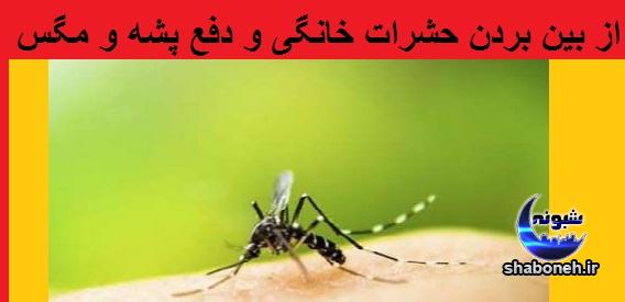 از بین بردن حشرات خانگی + دفع فوری پشه و مگس