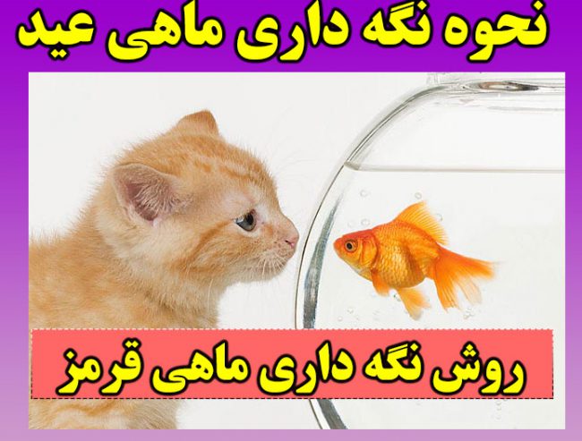 نحوه نگهداری ماهی قرمز عید + نکات مهم برای زنده ماندن ماهی قرمز