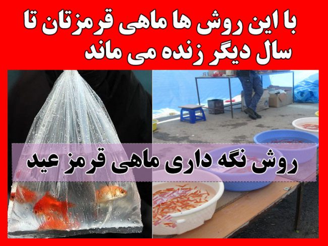 نحوه نگهداری ماهی قرمز عید + نکات مهم برای زنده ماندن ماهی قرمز