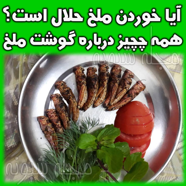 خواص خوردن ملخ + ارزش غذایی ملخ