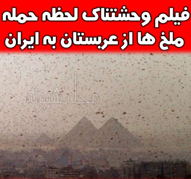 هجوم آفت ملخ در شهرهای ایران + تصاویر حمله و هجوم ملخ ها به ایران