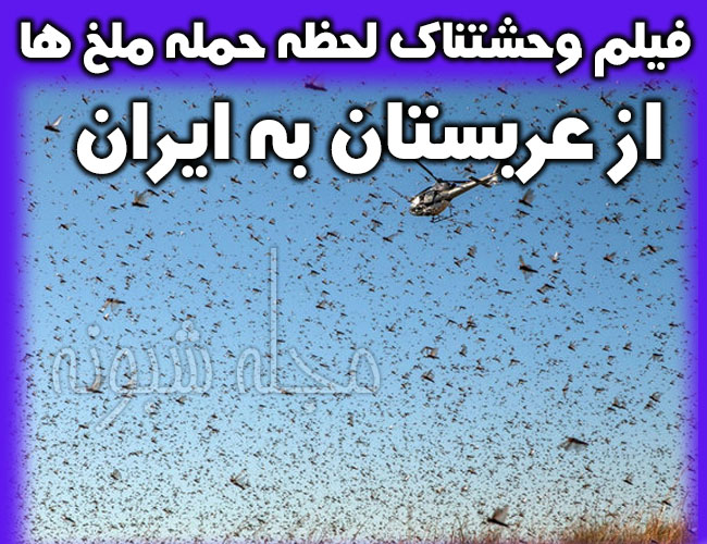 هجوم آفت ملخ به زمین های کشاورزی بوشهر و خوزستان و کرمان