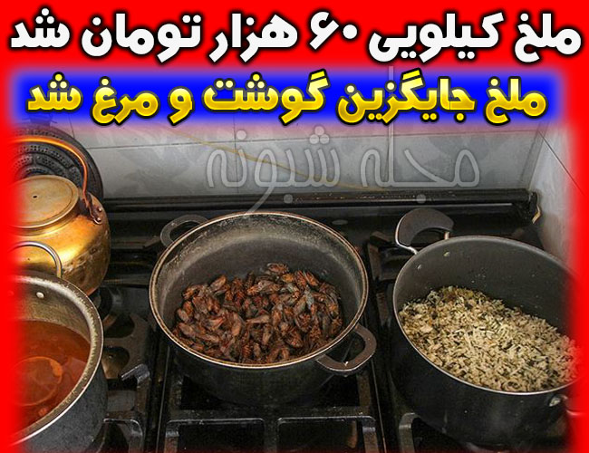 خوردن ملخ در شهرهای ایران ملخ نوبرانه کیلویی 60 هزار تومان