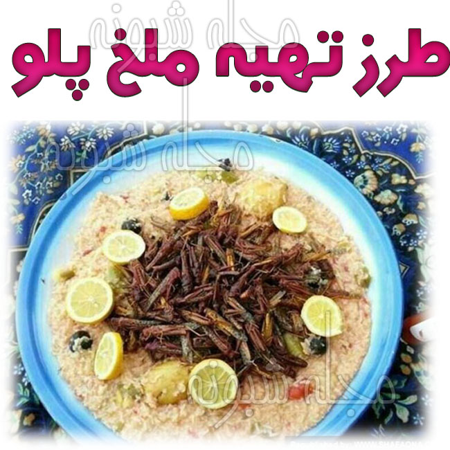 ملخ خواری , ملخ پلو , ساندویچ ملخ