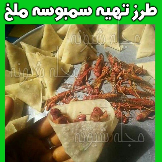 سمبوسه ملخ هم آمد و نحوه خوردن ملخ