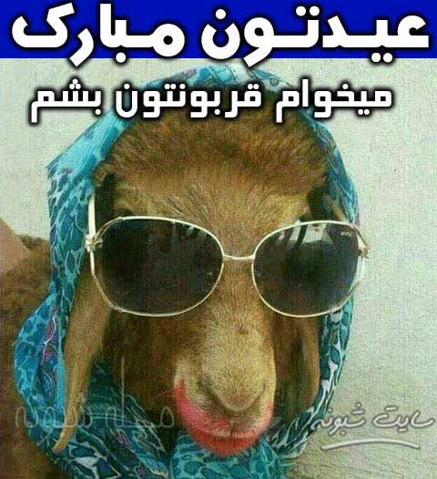 تصاویر خنده دار گوسفند برای عید قربان