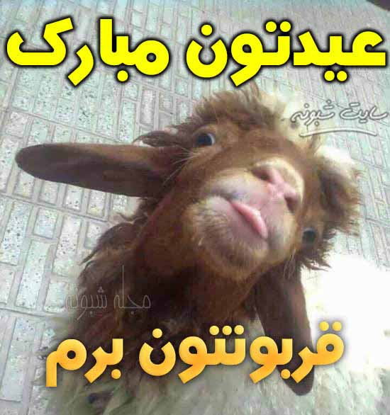 تصاویر خنده دار گوسفند برای عید قربان