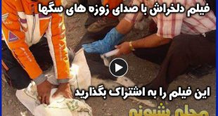 کشتار سگهای کهریزک با تزریق اسید و سم + فیلم بدون سانسور سگ کشی با آمپول اسید در کهریزک