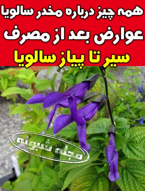 مخدر سالویا زامبی ساز و آدمخوار گیاه مریم گلی + عوارض خطرناک