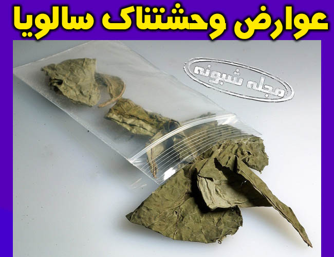 مخدر سالویا زامبی ساز و آدمخوار گیاه مریم گلی + عوارض خطرناک