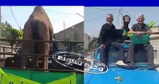ماجرای شتر شهرک ثارالله برای صدقه رفع بلا +فیلم