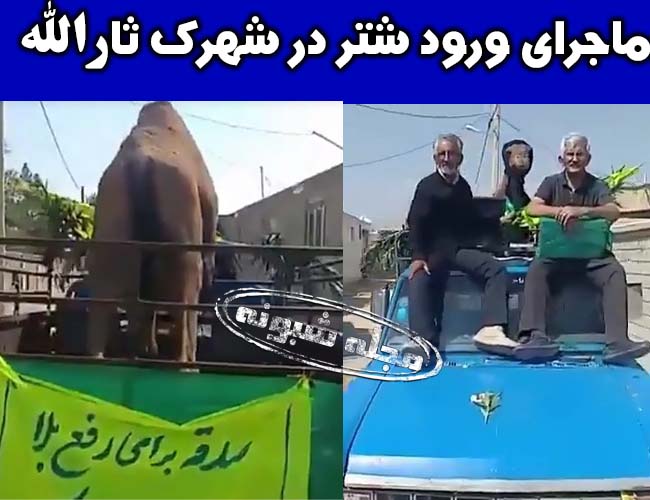 ماجرای شتر شهرک ثارالله شهر داراب برای صدقه رفع بلا +فیلم قربانی کردن شتر برای دفع بلا