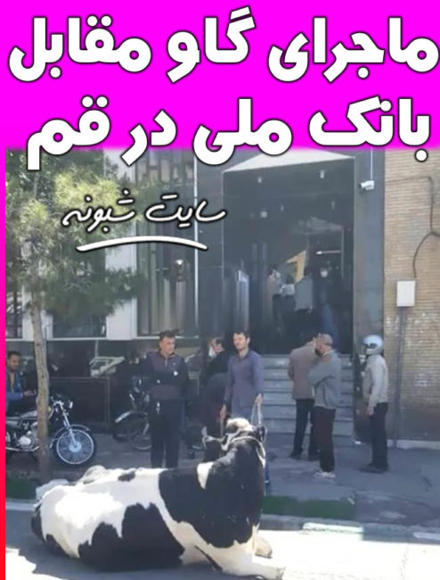 دادن گاو به جای قسط وام به بانک ملی چهار راه بازار قم + فیلم