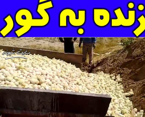 فیلم معدوم سازی جوجه های یک روزه زنده به گور کردن جوجه های یک روزه