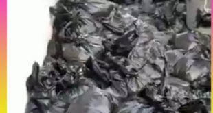 فیلم دلخراش زنده به گور کردن جوجه های چند روزه در حومه تهران