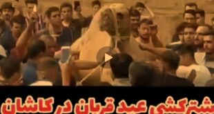 (فیلم) شتر کشی عید قربان در کاشان + ماجرا و جزئیات