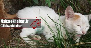 تجاوز به گربه در پارک بانوان رشت +عکس
