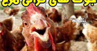 جوک گرانی مرغ و لطیفه های گران شدن مرغ جوک درباره مرغ +عکس طنز