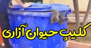 گربه آزاری و شکنجه گربه با سطل زباله (فیلم)