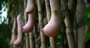 میوه loofah vietnam شبیه پستان زن