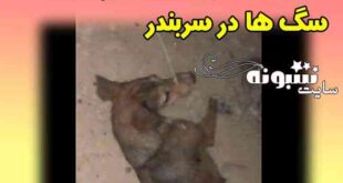 ماجرای بستن دست و پا و دهان سگ ها در سربندر و رها کردن در بیابان