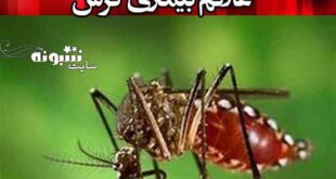 پشه آئدس در بندرعباس چیست و علائم بیماری نیش آئدس چیست