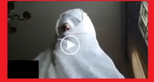شوخی زشت امپراطور کوزکو با نماز خواندن ابراهیم رئیسی در کاخ پوتین
