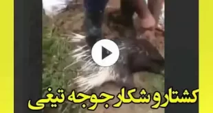 فیلم کامل شکارچیان تشی در مازندران (18+) شکار و کشتار تشی