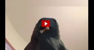 کلیپ کامل سیده زینب موسوی و شوخی با ابراهیم رئیسی