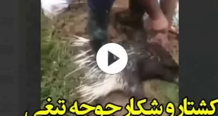فیلم کامل کشتار و شکار جوجه تیغی در جنگل‌های شمال (18+)