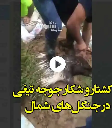 فیلم کامل کشتار و شکار جوجه تیغی در جنگل‌های شمال (18+)