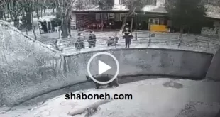 فیلم کامل انداختن کودک درون محوطه خرس توسط مادر بی رحم در تاشکند