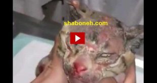 فیلم کامل ریختن آب جوش روی گربه در رشت + فیلم دستگیری متهم