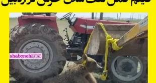 فیلم کامل تلف شدن خرس در اردبیل با تراکتور و لودر (18+)