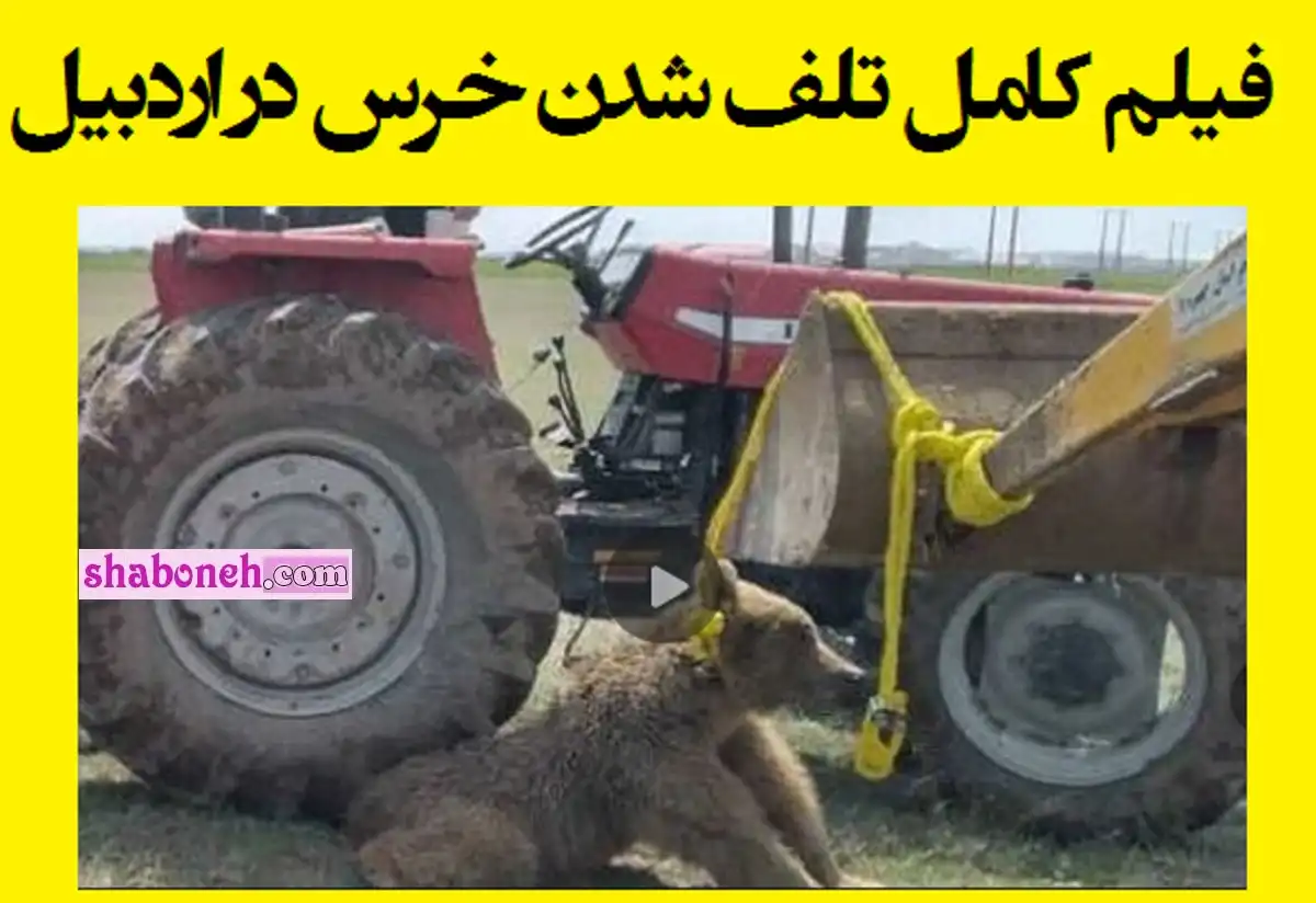 فیلم کامل تلف شدن خرس در اردبیل با تراکتور و لودر (18+)
