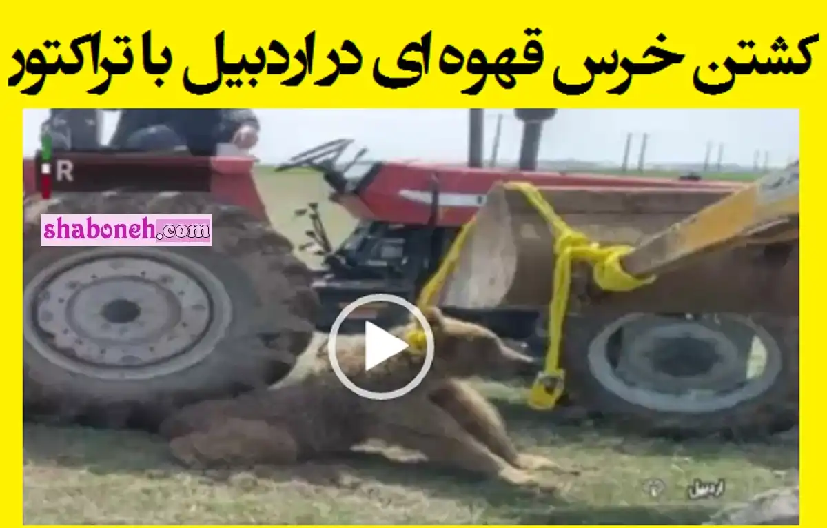 فیلم کامل کشتن خرس قهوه ای در اردبیل با تراکتور و لودر (18+)