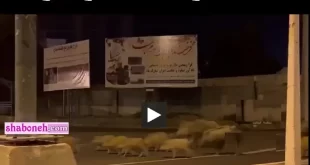 فیلم کامل رژه و حمله گرازها به شهر سیریک هرمزگان +ماجرا
