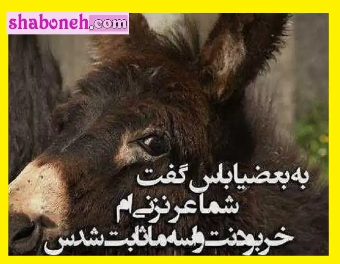 استوری پیام و متن طنز روز جهانی خر و الاغ به دوستان (برای شوخی) عکس نوشته