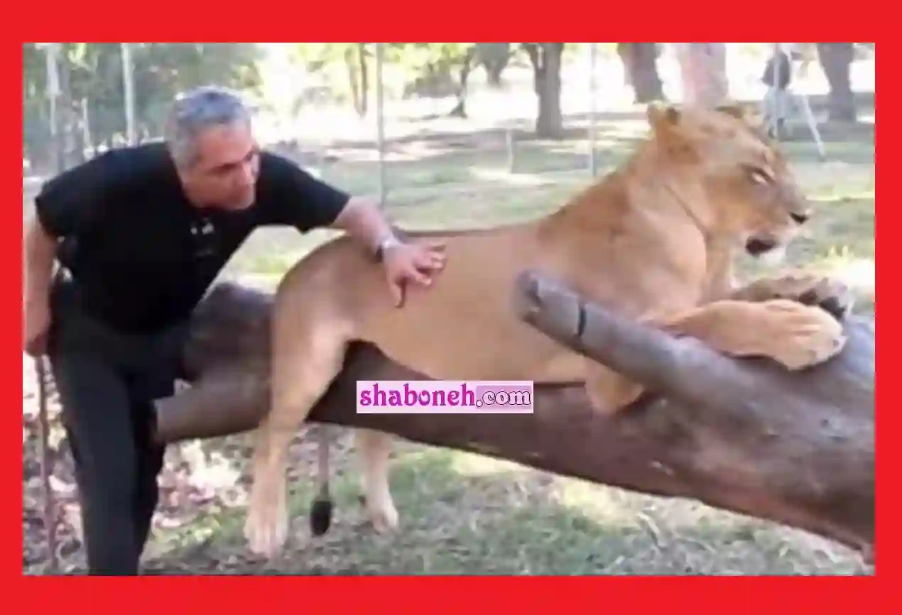 مهران مدیری در قفس شیرها در آفریقا جنوبی (فیلم بدون سانسور)