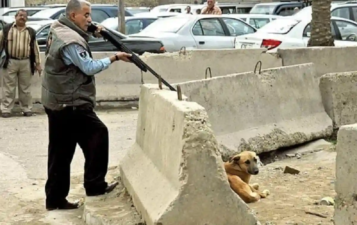 فیلم کامل و ماجرای کشتار سگ ها در گندک + واکنشها