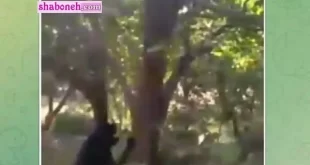 ماجرای فیلم دزد خرمالو بالای درخت و صاحب باغ و سگ (تشکیل دادگاه در باغ)
