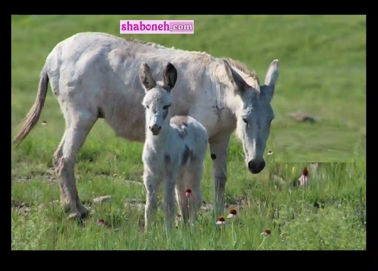 تعبیر خواب خر و الاغ (سیاه یا سفید) چیست