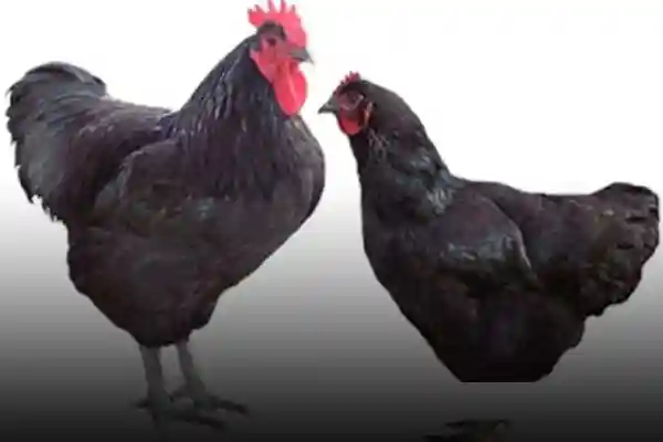 برای مشارکت در بحث ها، سوال و جواب، نظرات و ارتباط با دیگر کاربرها و استفاده از همه‌ی امکانات  لطف نمایید عضو سایت بشوید.    سوال نخست  آیا قربانی نمودن مرغ و خروس برای رفع بلا کافی می‌باشد؟    با سلام  من میخواستم بدانم آیا قربانی مرغ و خروس برای دفع بلا کافی می‌باشد و در واقع قربانی نمودن مرغ و خروس از لحاظ شرعی صحیح می‌باشد یا خیر؟ تنها گوسفند و گاو و شتر را می‌شود قربانی نمود؟  اگر می شود توضیح کامل بدهید.    با سلام، در واقع در فلسفه قربانی نمودن این آمده ، که یک فقیر یا تیمی را غذا بدهیم، صرف قربانی نمودن دفع بلا نمی‌نماید، قربانی باید از سوی غذا فقیران مصرف بشود، نه مانند برخی گوسفند را قربانی می‌نمایند و گوشت آن را میان خویشان و همسایگان تقسیم می نماید.  مرغ و خروس و شتر وگوسفند و گاو نیز تفاوتی ندارد، هنگامی که قربانی رفع بلا می نماید که به دست فقیری برسد که شکم آنها را از گرسنگی سیر نماید.     با سلام  ممنون از جواب خوب شما  یک سوال دیگر آیا خود قربانی، خون ریختن در اسلام جایگاهی دارد؟    با سلام  این قربانی نمی باشد که رفع بلا می نماید، در واقع قربانی نمودن برای پروردگار می باشد که رفع بلا می کند.  در غیر این صورت در قرآن کریم آمده که از این قربانی های شما گوشت یا خونی که می ریزید، به پروردگار نمی رسد، بلکه تقوا و نیت شما می باشد که با ارزش می باشد.    در قرآن کریم آمده: که هیچ وقت گوشت ها و خون ها  «قربانی ها» به پروردگار نمی‌رسد.  اما تقوا و پرهیزگاری انسان می باشد که به پروردگار می رسد.   پروردگار توانای اینطور قربانی ها را برای شما ایجاد نموده تا شما پروردگار را برای آنکه شما را هدایت کرده عظیم بشمارید.  یا محمد، تو این بشارت را به نیکوکارها بده.  پروردگار اول فرمود: فرزند خود را قربانی نما.  به این معنا حاصل زندگی خود و  عظیم ترین دلبستگی‌های خود را قربانی نما.  و زمانی که حضرت ابراهیم و اسماعیل علیه السلام قبول نمودند، افزود : احتیاجی نمی باشد، امتحان به خوبی صورت گرفته شد.  ولی گوسفندی را قربانی نما.  به این معنا که کافی می باشد که شما نفس حیوانی و سبوعیت را در مسیر پروردگار قربانی نمایی تا آدم شوی.    در قرآن آمده: خبر دو پسر آدم را به حق برای آنها بخوان آن وقت که آن دو قربانی نمودند سپس ، یکی از آن دو قبول شد و از دیگر  «قابیل» قبول نشد.  افزود: مثل اینکه تو را میکشم.   هابیل افزود:پروردگار قربانی هایی را تنها از پرهیزگاران قبول می نماید.   راجع به قربانی.  قربان از قرابت می باشد.  به این معنا فعالیتی برای نزدیک شدن.   در آیه فوق مهم بیان شده که زمانی که آندو برای قربانی آمدند به این توجه شود که آدم هر لحظه در حال قربانی نمودن محبوبی در مسیر محبوب عظیم  تر می باشد، ولی فردی که پول می دهد و کفش ویا لباسی خریداری می نماید، پول را دوست می دارد ولی آن را در راه مسیر کسب نمودن احتیاج محبوب بالاترین قربانی می نماید.  حتی میتوان گفت فردی که دو رکعت نماز به جای می آورد، چند لحظه از عمر گرانبهایش را در مسیر کسب فایده ها و منافع نماز و دفع احتیاج جسم و روح اش قربانی می نماید.  پس پروردگار، با واجب نمودن قربانی، به نیت قربانی، این امر شاخص را القاء می‌کند و دقت می‌دهد که تو هر وقت قربانی نما.  ولی توجه نما که چه چیزی را در مسیر چی چیزی قربانی می نمایی؟  و یاد بگیر که تنها پروردگار توانا قابل قربانی می باشد.  به این معنا هرچه دارید در مسیر ایشان صرف نمایید.  ایشان را هدف جای بده ونه دیگری را.    زمانی که پروردگار باشد تصور نمی نماییم چه حیوانی باشد، ولی وابسته به توانایی شخص قربانی کننده دارد!  چه بهتر که چیزی که در راه پروردگار میدهیم برترین آن باشد اگر در توان وی باشد.    لازم می‌باشد، که توجه بشود ذبح و قربانی نمودن حیوان از لحاظ اسلام شرایطی دارد، از قبیل:  1. حیوانی که قربانی می نمایید حلال باشد، تا گوشت آن به مصرف خوراکی آدم برسد.   2.رو به روبروی قبله و با بردن اسم پروردگار قربانی بشود.   3. به فرمان خاصی که اسلام بیان نموده چهار مجاری «رگ» بریده شود.   4.با یک وسیله برنده آهنی قربانی شود، تا حیوان هیچگونه آزار و اذیتی نبیند و شروطها و آداب دیگر که نمایانگر این می‌باشد که مراد از قربانی در اسلام فلسفه و هدف های با ارزشی را دارد.    ذبح باید در سوی طعام فقیران مصرف بشود، نه مانند برخی‌ها که گوسفندی قربانی می نمایند و گوشت آن را میان خویشان و همسایگان تقسیم می نمایند.  مرغ و خروس و گاو و شتر نیز تفاوتی ندارد، هنگامی که قربانی رفع بلا می نماید که به دست فقیران برسد و گرسنگی آنها را رفع نماید.    باسلام  تصور نمی نمایم فقط و صرفا اهداف سیر نمودن گرسنگان باشد  چه این که در نذرها و قربانی ها بیان شده که اول به دست همسایه ها برسد!   و خود پروردگار مجوز استفاده از آن را نیز داده است!   هر چند که غذای فقیران نیز یکی از اهداف عظیم برای قربانی نمودن می باشد.    پیامبر اکرم سلام الله علیها می فرماید:  پروردگار قربانی را جای داده است تا فقیران از گوشت آن سیر بشوند.   اما توصیه شده که حیوان چاق برای قربانی منصوب و گوشت آن به سه قسمت تقسیم بشود، یک قسمت برای خود، قسمت دوم را برای فقیران و قسمت سوم را هدیه کنند.    از گوشت آنان بخورید، و فقیران راهم از آن غذا بدهید.  این طور ما آنان را مسخرتان ساخته ایم، تا پروردگار را شکر  نمایید.    ابوبصیر از امام صادق علیه السلام دلیل قربانی را پرسیدند.  امام فرمود:  زمانی که نخستین قطره خون قربانی به زمین می چکد گناهان صاحب آن از سوی پروردگار بخشیده خواهد شد و به وسیله قربانی مشخص می‌شود چه فردی تقوای الهی نیز دارد.    در قرآن مجید هم آمده:  نه گوشت ها و نه خون های آنان، هیچ وقت به پروردگار نمی‌رسد.  آنچه به ایشان می رسد، تقوا و پرهیزگاری شما می باشد.   به این صورت پروردگار آن را مسخر شما ساخته است، تا ایشان را به دلیل آنکه شما را هدایت نموده عظیم بشمارید و بشارت ده نیکوکار ها را.    قربانی یکی از نشانه های الهی و سبب خیر و برکت می باشد و شتر های چاق را در مراسم حج برای شما از نشانه های الهی جای داده ایم، در آن برای شما خیر و برکت می باشد.    قربانی حج، نمایانگر قربانی حضرت ابراهیم و زنده نگاه داشتن یاد خلیل پروردگار می باشد، که در واقع خالص و برای انجام دستور پروردگار قصد نمود فرزند خود را قربانی نماید.    قربانی وسیله تقرب و نزدیک شدن به پروردگار می باشد، که حضرت علی فرموده : اگر مردم این را می دانستند چه فایده هایی در قربانی می باشد همیشه قربانی می نمودند.  اگرچه با قرض نمودن باشد.