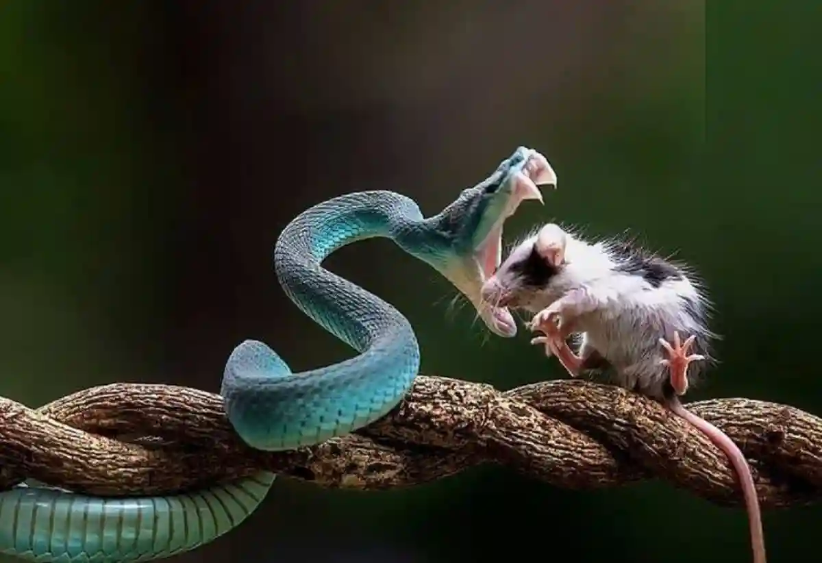 فیلم کامل افعی دم عنکبوتی شاخ دار لحظه شکار