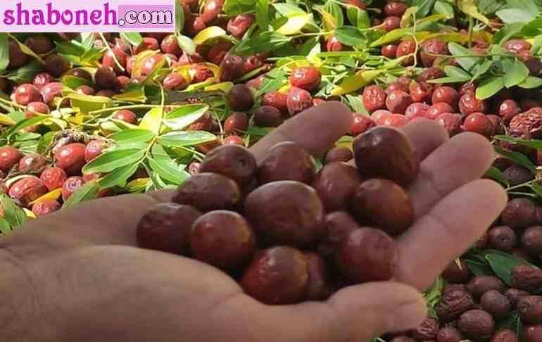 خواص عناب چیست تاثر آن بر خون و عوارض زیاد خوردن و طرز مصرف عناب