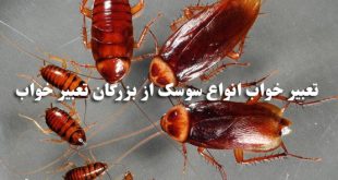 تعبیر خواب سوسک و کشتن سوسک و راه رفتن سوسک روی بدن مرد یا زن