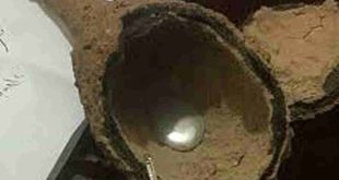 لانه خفاش در کجا یافت میشود لانه خفاش چه خواص و خاصیتی دارد؟
