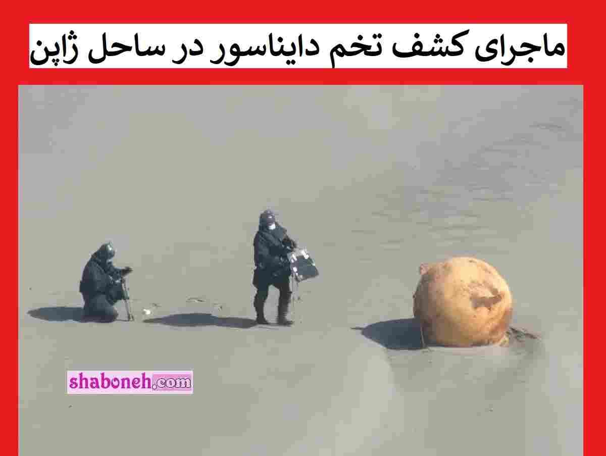 ماجرای کشف و پیدا شدن تخم دایناسور در ساحل ژاپن (شیزوئوکا)