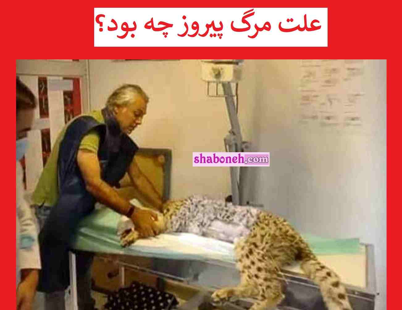 علت مرگ و مردن پیروز چه بود؟ دلیل اصلی تلف شدن پیروز یوزپلنگ مشخص شد