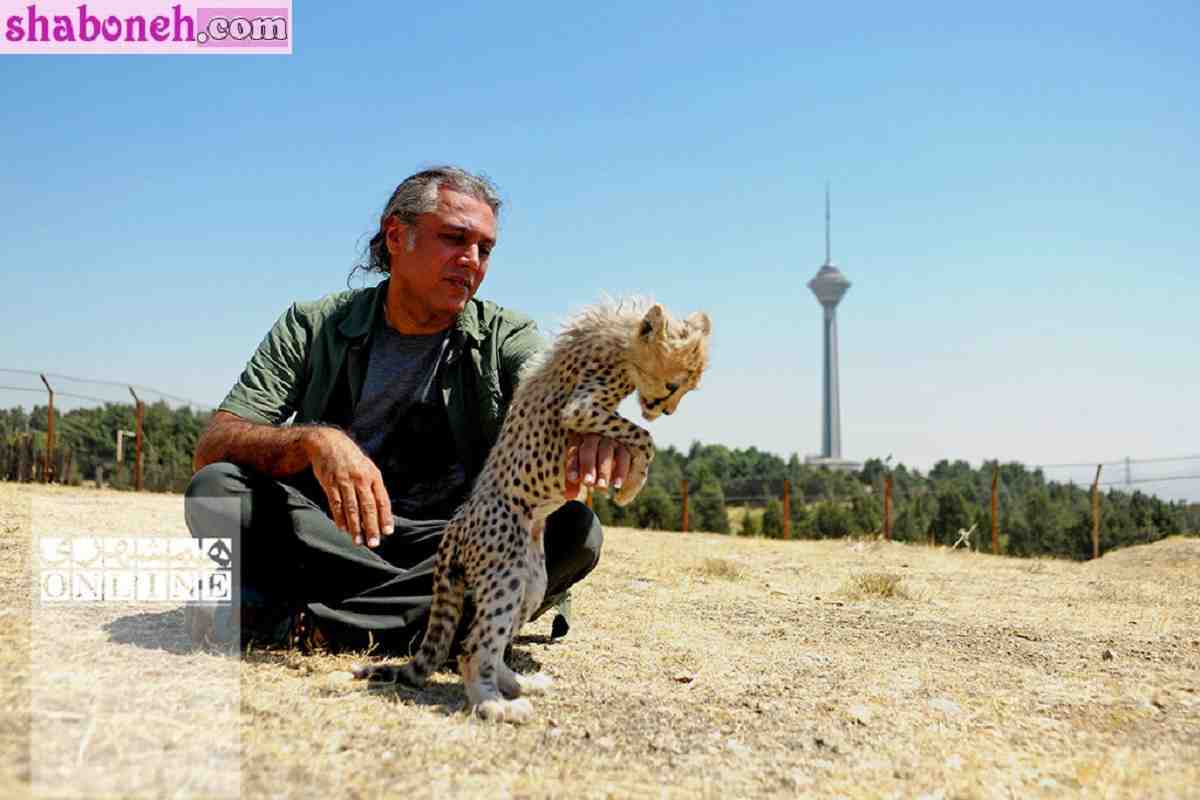 علت مرگ و مردن پیروز چه بود؟ دلیل اصلی تلف شدن پیروز یوزپلنگ مشخص شد